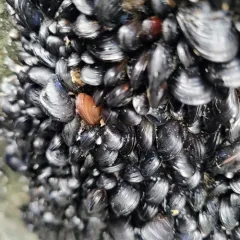 Northern Bay Mussel thumbnail 4