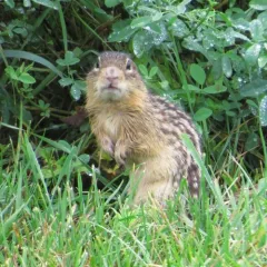 Thirteen-lined Ground Squirrel thumbnail 2