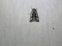 Surena Looper Moth thumbnail 3