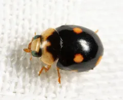 Small-spotted Spurleg thumbnail 2