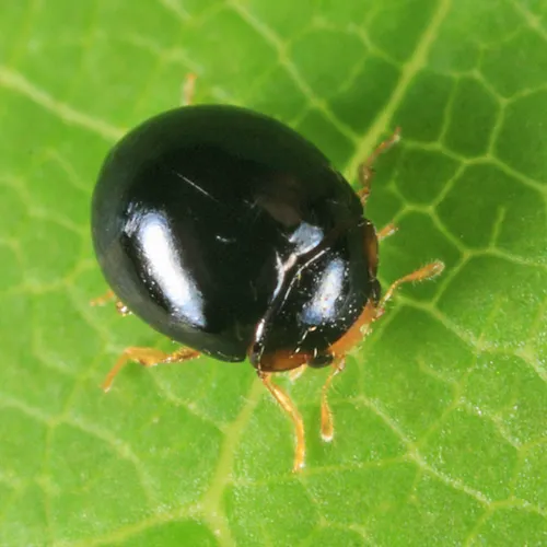 Whitefly Destroyer