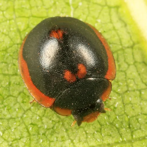 Exochomus marginipennis