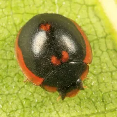 Exochomus marginipennis thumbnail 1