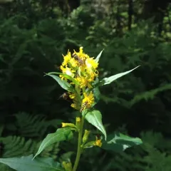 large-leaved goldenrod thumbnail 1