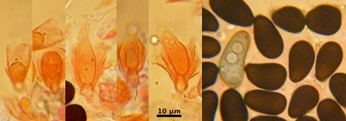 Conioscypha varia