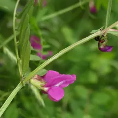 Common Vetch thumbnail 3