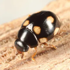 Hyperaspis troglodytes thumbnail 2