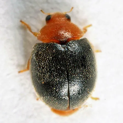 Scymnus cervicalis