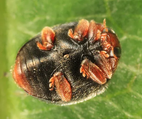 Scymnus compar