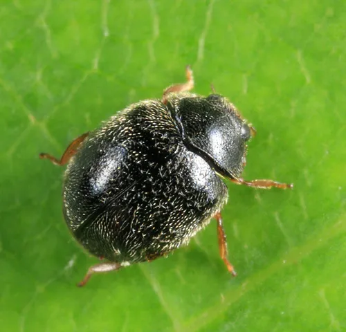 Darkling Lady Beetle