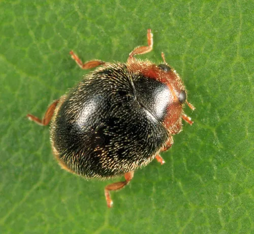 Scymnus apicanus