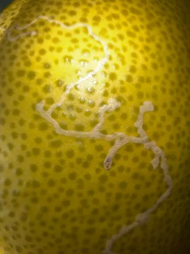 Citrus Peelminer