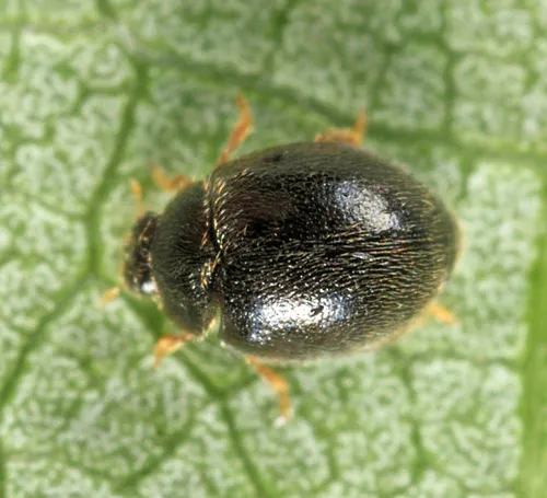 Dot Ladybird