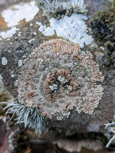 Placopsis gelida