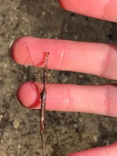 Ranatra kirkaldyi thumbnail 1