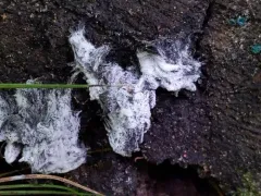 Nectriopsis rexiana thumbnail 2