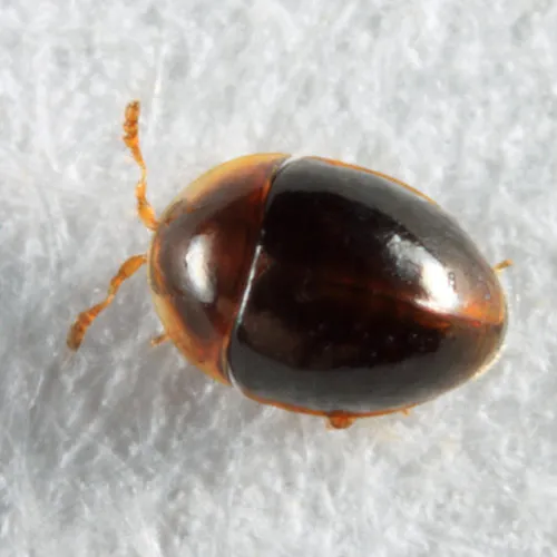 Holopsis marginicollis
