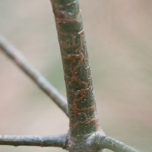 White Pine Barkminer Moth