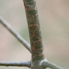White Pine Barkminer Moth thumbnail 1