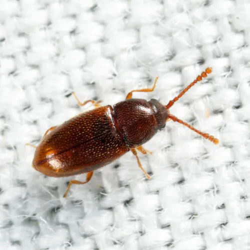 Atomaria nigrirostris