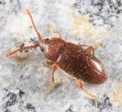 Caenoscelis basalis thumbnail 2