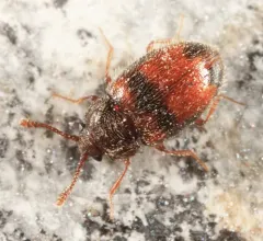 Henotiderus centromaculatus thumbnail 2
