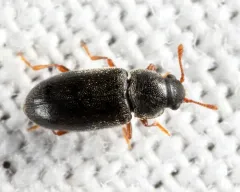 Telmatophilus typhae thumbnail 2