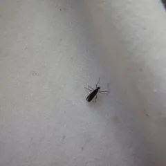 Penthetria heteroptera thumbnail 3