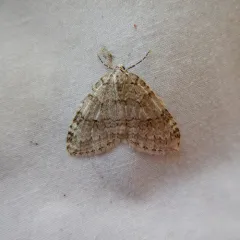 Autumnal Moth thumbnail 3