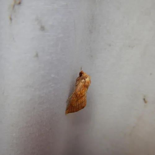 Sensitive Fern Borer Moth
