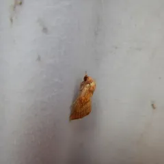 Sensitive Fern Borer Moth thumbnail 1