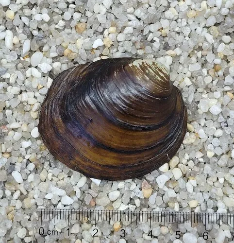 Round Pigtoe