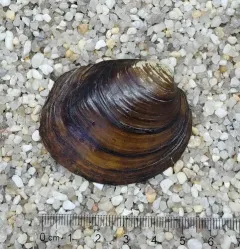 Round Pigtoe thumbnail 1