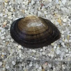 Deertoe Mussel thumbnail 3