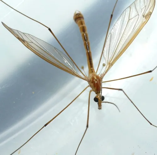 Nephrotoma eucera