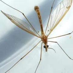 Nephrotoma eucera thumbnail 1