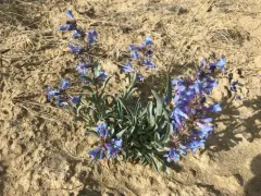 Sand Penstemon thumbnail 4