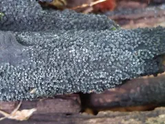 Calcarisporium arbuscula thumbnail 2