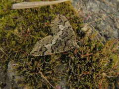 Hydriomena albifasciata thumbnail 2