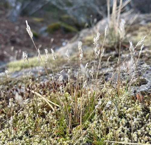 early hair grass