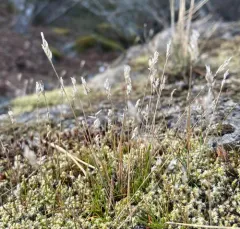 early hair grass thumbnail 1