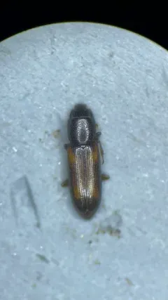 Rhizophagus minutus thumbnail 2