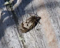 Eucosma amphorana thumbnail 2