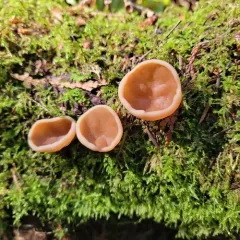 pig's ears thumbnail 3