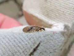 Psectra diptera thumbnail 3
