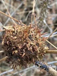 Diplolepis californica thumbnail 2