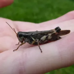 Huckleberry Spur-throat Grasshopper thumbnail 3