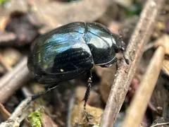 American False Clown Beetle thumbnail 2