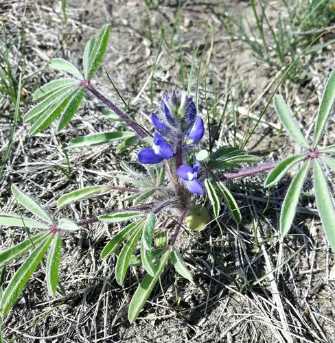 Rusty lupine