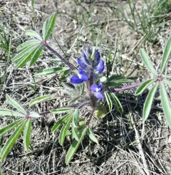 Rusty lupine thumbnail 1